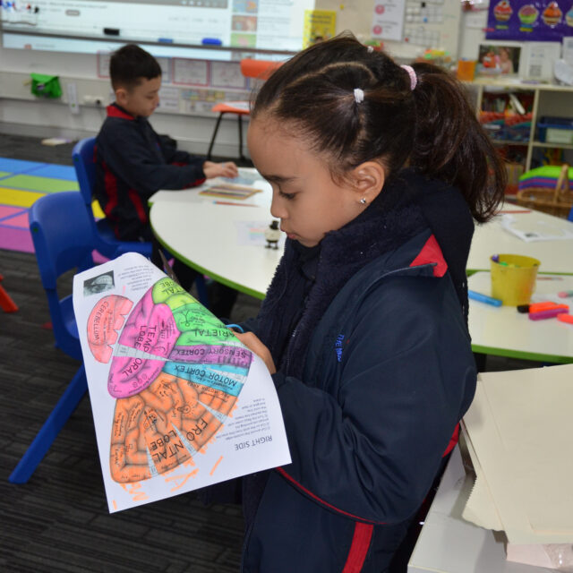 neuroscience in science class junior primary school